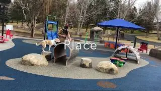Aussie Shep Off Leash - Dog Training Bend - Bailey