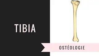 Description détailée du tibia
