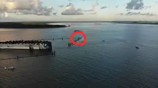 Minorcan Mullet at the Golden Ray wreck salvage site on November 2, 2020
