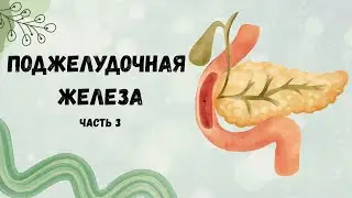 Поджелудочная железа. | Часть 3: регуляция функций поджелудочной железы.