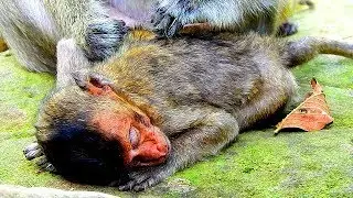 My god what 's up on poor baby Lori, Lori tired got special froom form Maria so warm