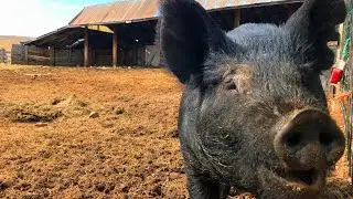 And the Pigs Leave the Ranch....