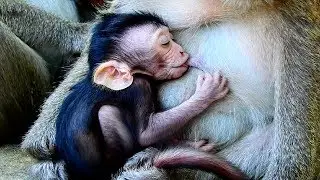 Jayden Getting Milk From Jade Monkey! So Pity Baby Must Be Hungry!