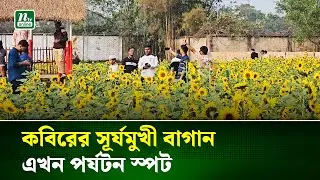 গাজীপুরের শ্রীপুরে সূর্যমুখীর স্বর্গ, কৃষক কবিরের সফলতা | Sunflower Farm | NTV News