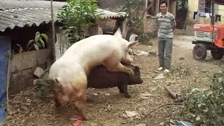 Large Boar Vs Small SOW, Black love White ★ Dusama Farms! #136