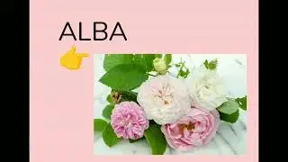 Flowers  name with picture 