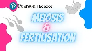 Edexcel IAL Биология Модуль 2: Мейоз и оплодотворение