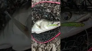 Șalău la Berkley Sneak Minnow 7.6cm, culoare Brown Chartreuse, montat pe montura Drop Shot.