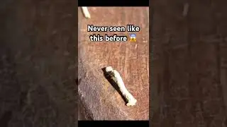 Never seen like this before : stick caterpillar 😱 #caterpillar  #wildlife #viral #shorts
