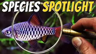 Get to Know the Charming Checkered Barb - Oliotius oligolepis