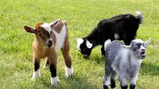 Baby goat Calling sounds High Quality | Cute goat video