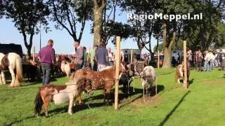 Ponymarkt in Scheerwolde