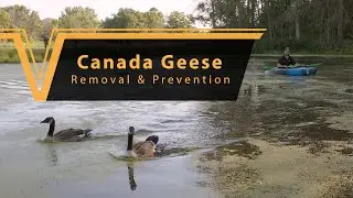 Canada Geese Removal And Prevention