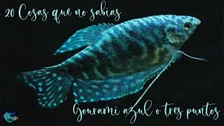 20 Cosas que no sabias del Gourami de 3 puntos ( trichogaster trichopterus)