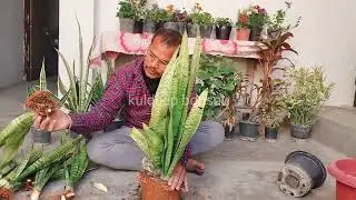 How To Multiply Your Snake Plant (Propagate)