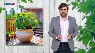 Растения в контейнерах