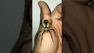 Handling a Yellow Garden Spider! 🕷️