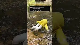Pluszaki potrzebują waszego wsparcia 🥺