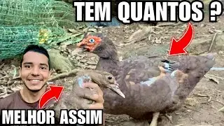Mostrando todos os PATOS CHOCOLATE da criação | Manejo de Patos | Arrumando filtro | Aves Recriar