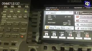 H&ograve;a Vang một chấm son - Cha Cha Cha - Style Yamaha