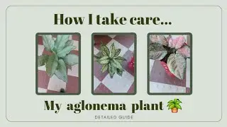 Aglonema plant care in winter 🪴💚#popular #plants #viral #gardening #garden 