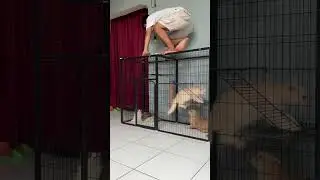 Kandang kucing tingkat jumbo murah #kandangkucing #kandangkucingmurah #kucing #kucinglucu