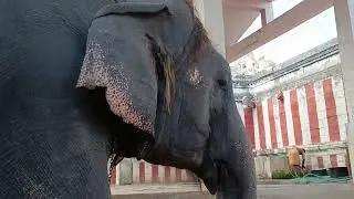 Feeding time for temple Elephant