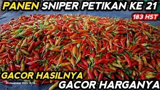 🔴 PANEN CABE SNIPER PETIKAN KE 21 GACOR HASILNYA GACOR HARGANYA #mitrapertanianchannel 