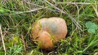Lactarius deterrimus (Рыжик еловый), October 28, 2021