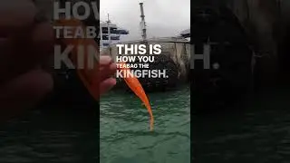 Pitching lures 🎣 for Topwater #kingfish🐟 #bustups 🙌