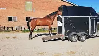 Trailerl&aelig;sning af k&aelig;mpestor Dansk Varmblod springhest, som ikke har lyst til at k&oslash;re i hestetrailer