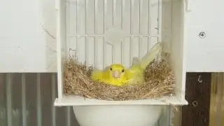 comment traiter c est nids contre les poux  pendant la reproduction