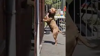 big smart pitbull dog #dogslife #dogs #tiger #pitbull #status