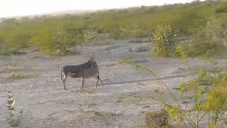 Donkey Carts: The Viral Video that Started a Revolution