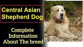 Central Asian Shepherd Dog. Pros and Cons, Price, How to choose, Facts, Care, History