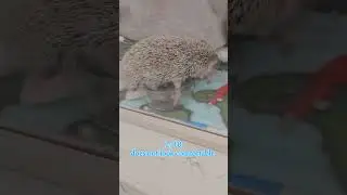 Rating my hedgehogs sleeping positions!