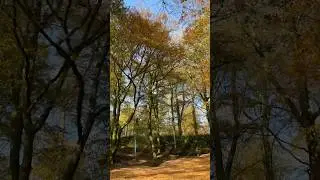 No filter needed. 🥰🍂🍁#autumnleaves #fallleaves #ropeswing #simplepleasures #englishautumn #devonuk