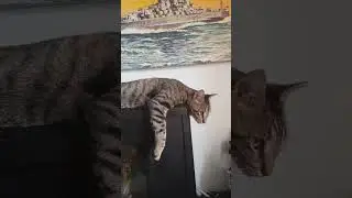 Standard Issue Cat Lounging