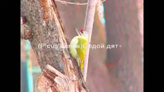 дятел Седой (Picus canus)