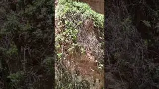 Enjoy this peaceful video of one of the Havasu creek waterfalls.