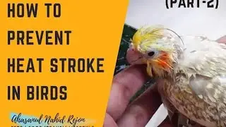 How to save birds from heat stroke
