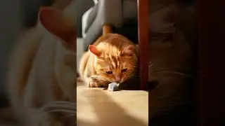 Orange Cat Chasing Mouse in Realistic Slow-Mo