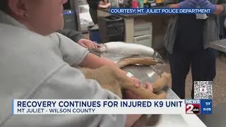 Recovery continues for injure K-9 officer