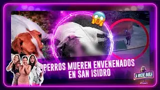 Dogs die from poisoning in San Isidro