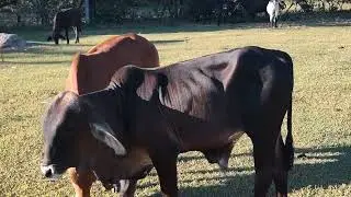 Los Gemelos siempre me conocen...