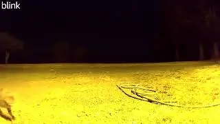Cougar in Pe Ell, WA