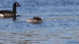 Great crested grebe 