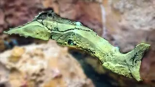 20,000 Leagues Under The Sea Hidden Secrets at the Magic Kingdom