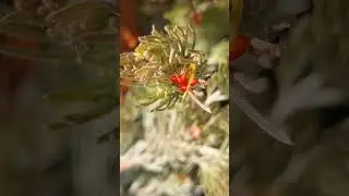 Woolly Bush Flowers😍😍#plants #tasmania #nature #flowers #youtubeshorts @olib774