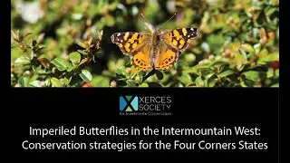 Imperiled Butterflies in the Intermountain West: Conservation strategies for the Four Corners States